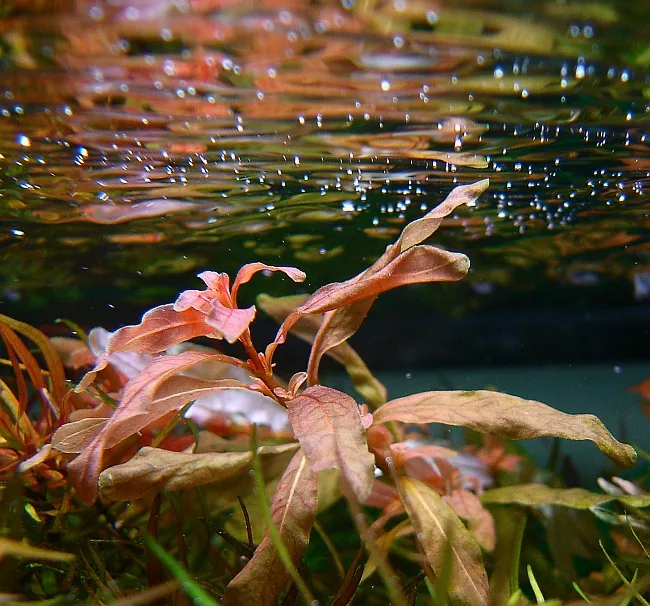 Ludwigia inclinata 'Meta' – bimë akuariumi