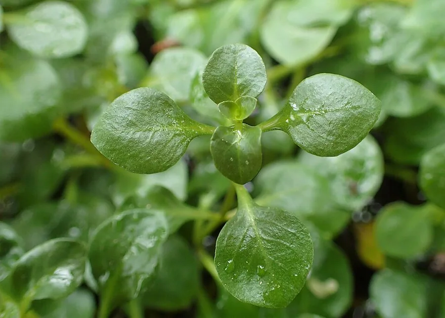 Ludwigia ovalis – bimë akuariumi