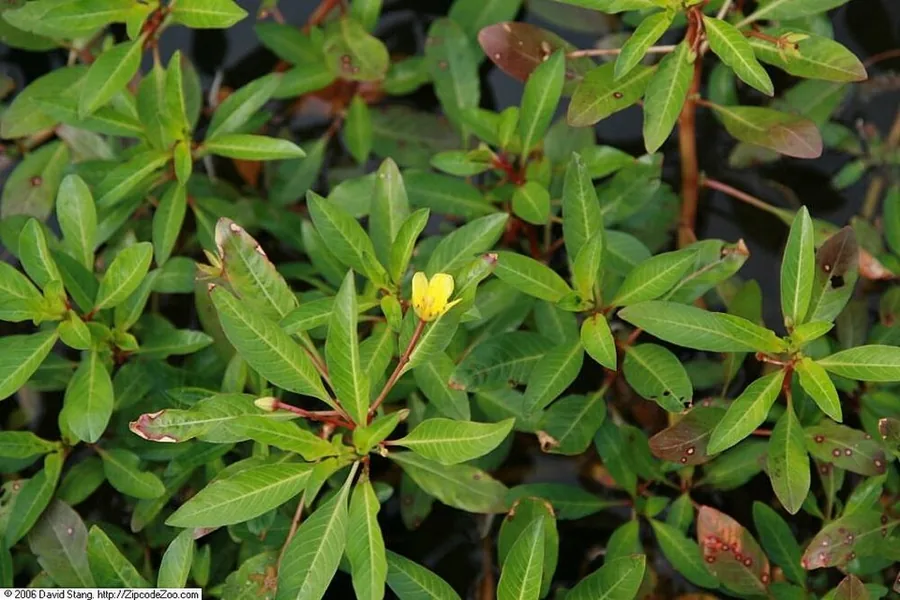 Ludwigia repens 'Red' – bimë akuariumi