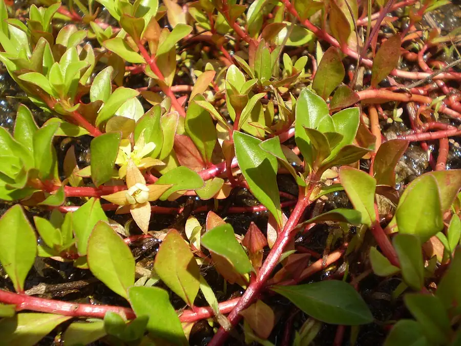 Ludwigia repens – bimë akuariumi