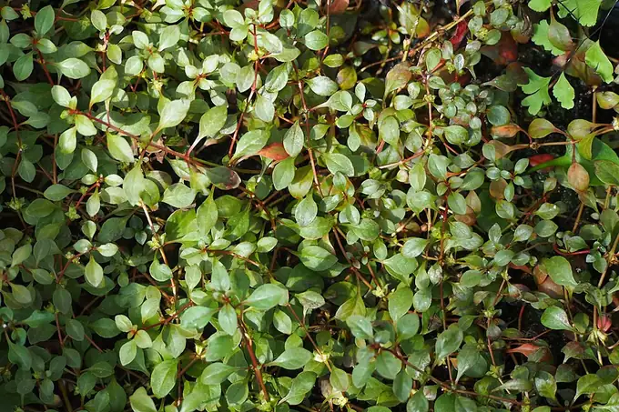 Ludwigia 'Super Red' – bimë akuariumi