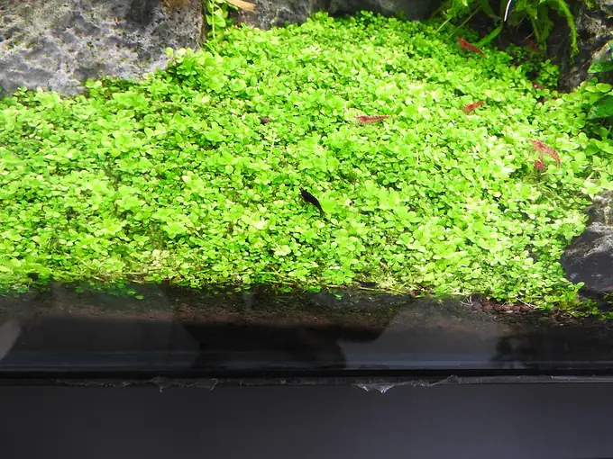 Micranthemum 'Monte Carlo' – bimë akuariumi