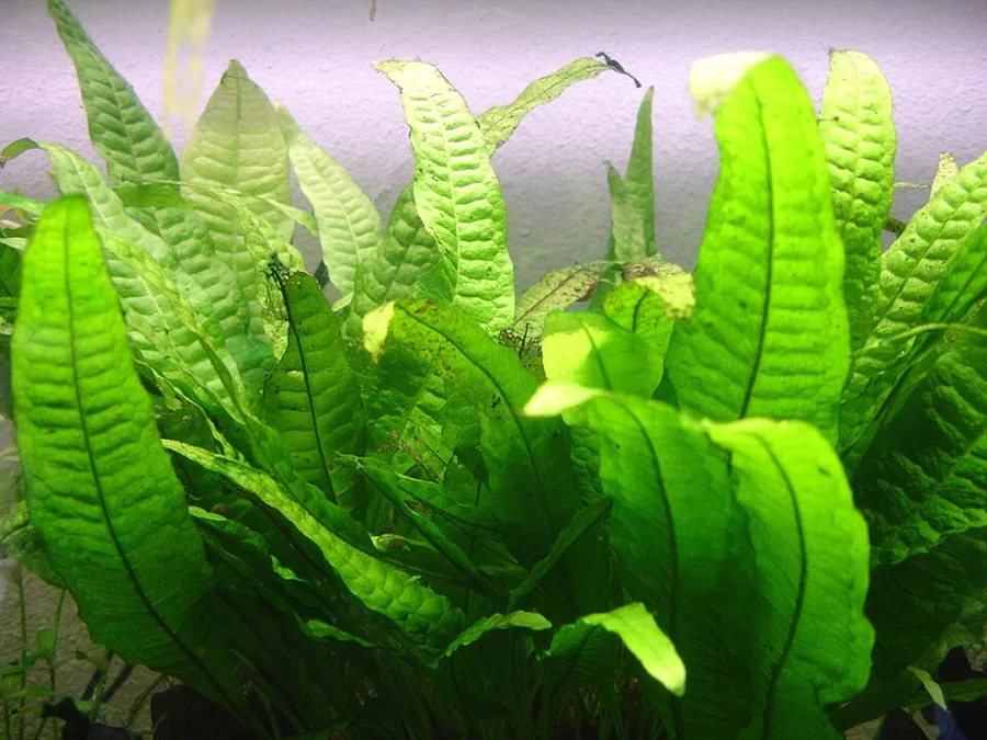 Microsorum pteropus (Java Fern) – bimë akuariumi