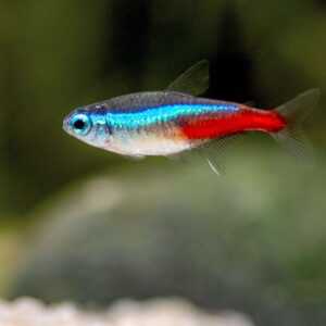 Neon Tetra 2-3.5 cm