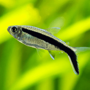 Penguin Tetra