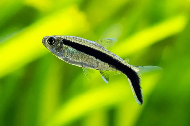 Penguin Tetra
