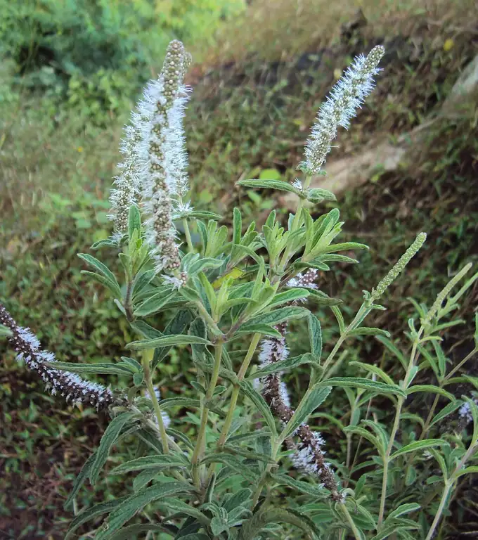 Pogostemon quadrifolius – bimë akuariumi