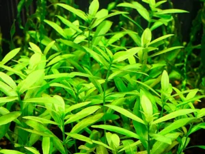 Hygrophila polysperma