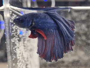 Halfmoon Beta