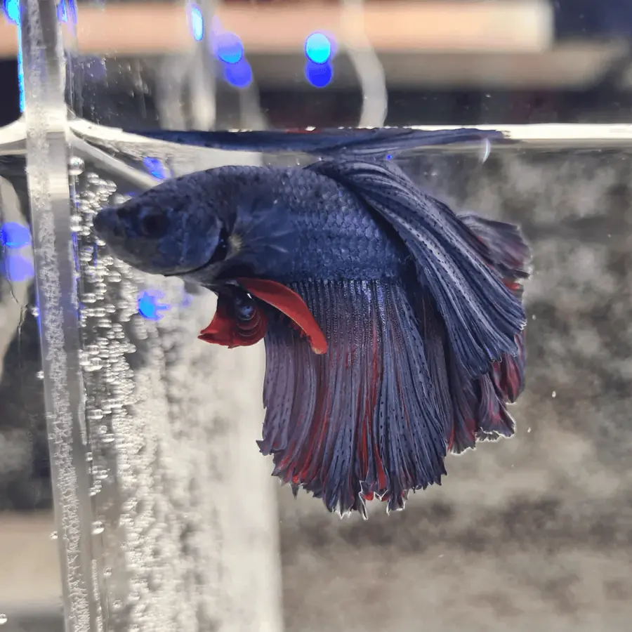 Betta (Peshku luftëtar) – peshk akuariumi