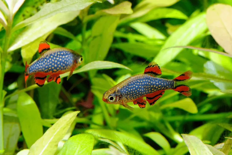 Galaxy Rasbora (Celestial Pearl Danio) – peshk akuariumi