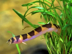 Kuhli Loach (Pangio kuhlii)