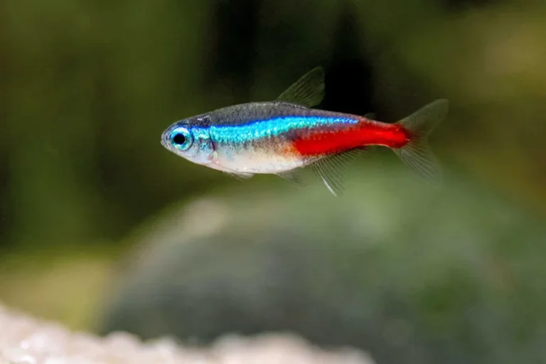 Neon Tetra 2-3.5 cm