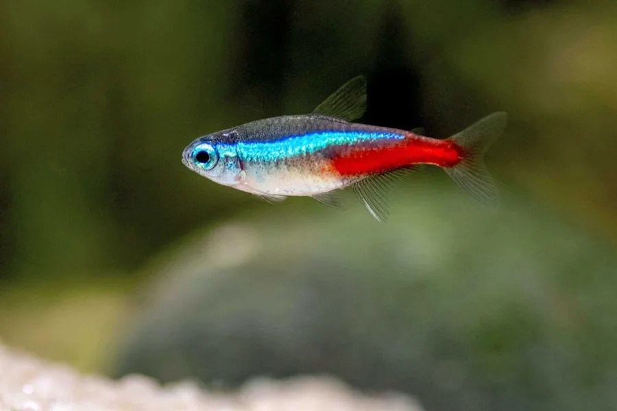 Neon Tetra – peshk akuariumi