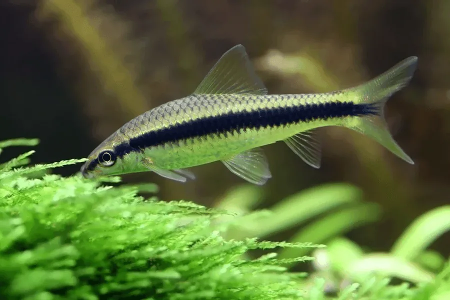 Siamese Algae Eater – peshk akuariumi