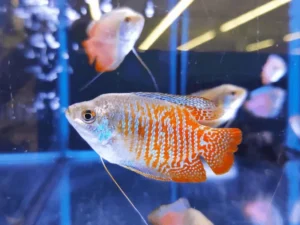 Dwarf Gourami