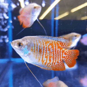 Dwarf Gourami