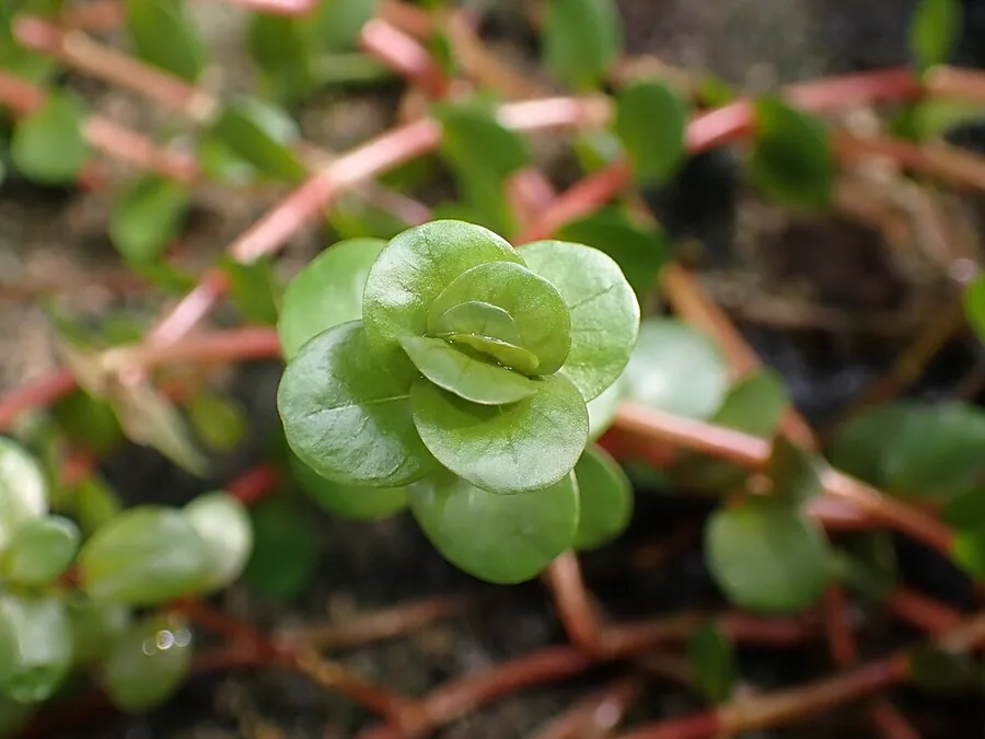 Rotala rotundifolia 'Laos' – bimë akuariumi