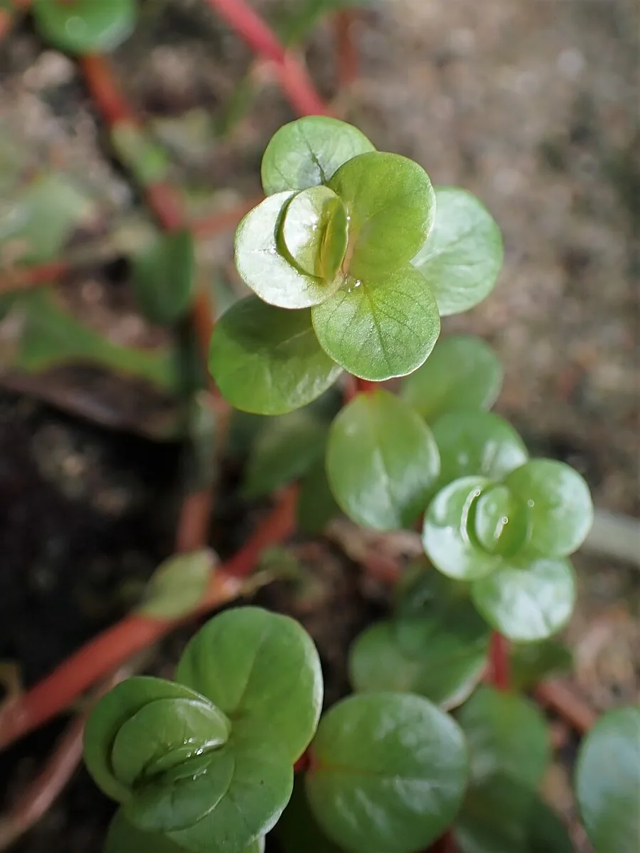 Rotala rotundifolia – bimë akuariumi
