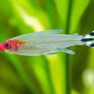 Rummy Nose Tetra 2-3 cm