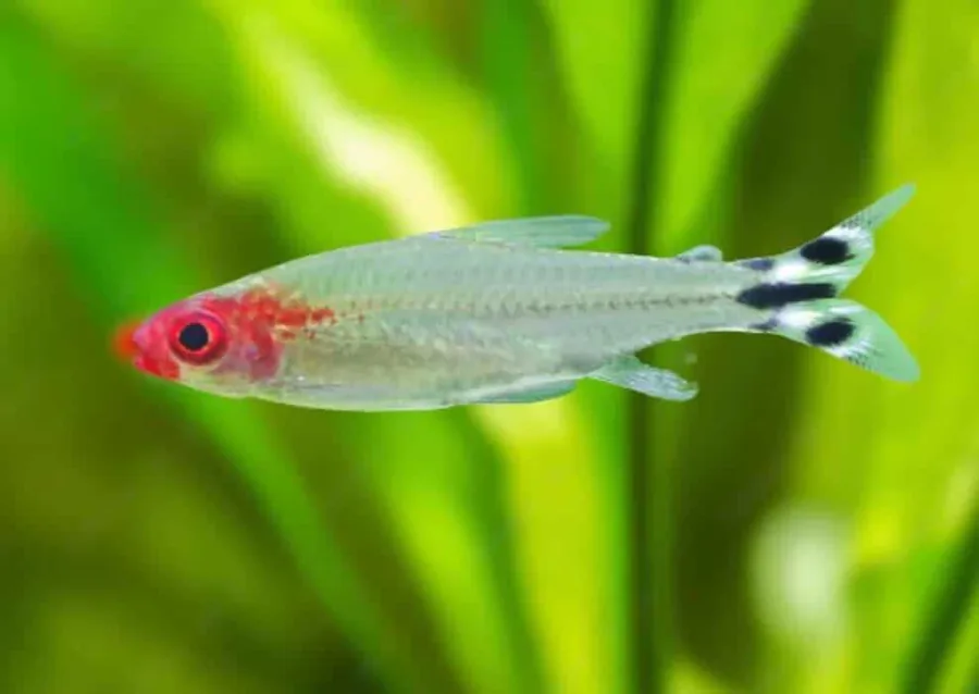 Rummy Nose Tetra – peshk akuariumi