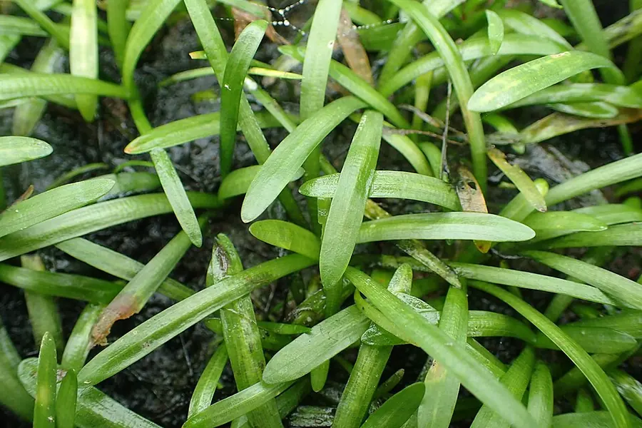 Sagittaria subulata – bimë akuariumi