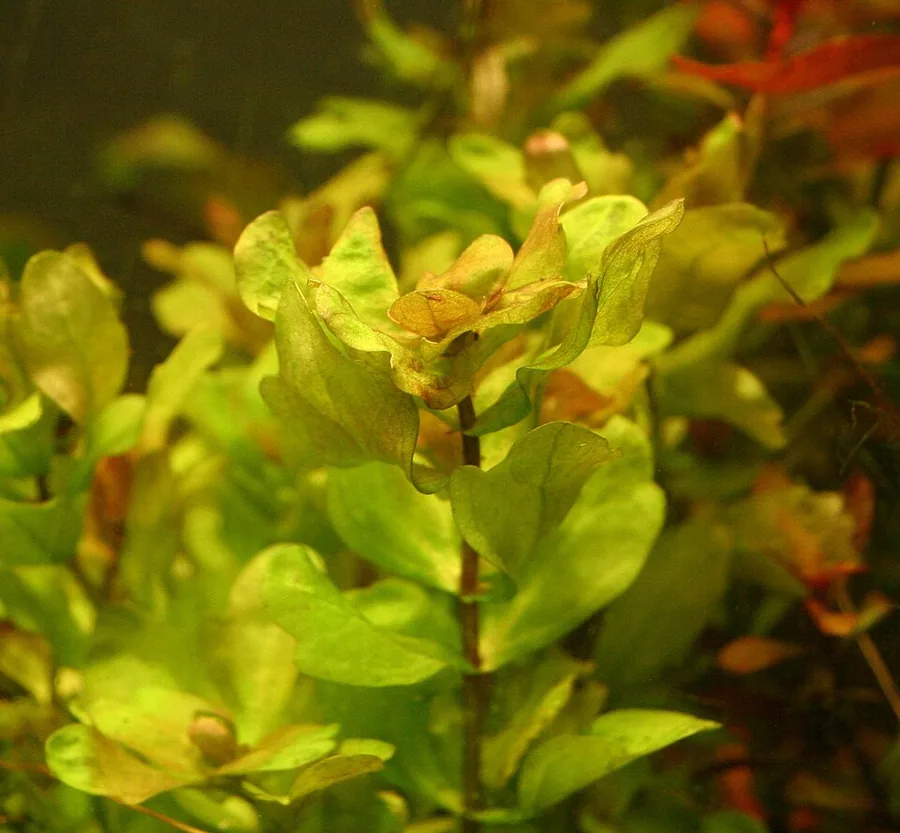 Shinnersia rivularis – bimë akuariumi
