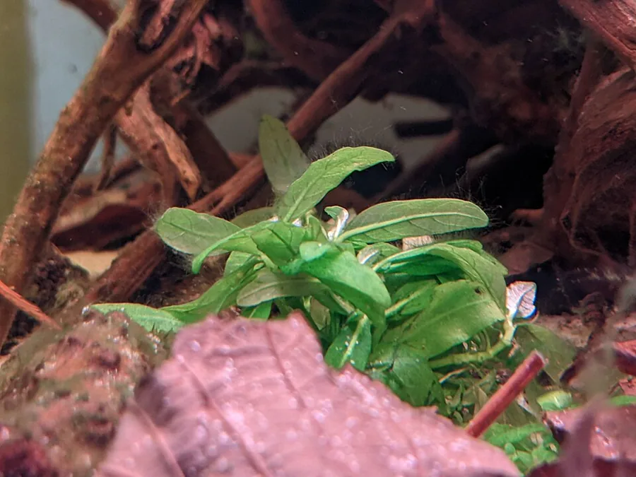 Staurogyne repens – bimë akuariumi